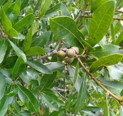 Zopheroteras