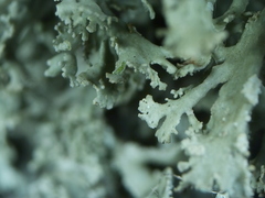 Ramalina europaea