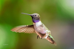 Archilochus alexandri