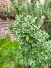 Leucophyllum frutescens