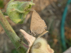 Satyrium sylvinus