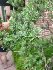 Leucophyllum frutescens