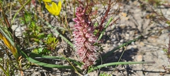 Lachenalia contaminata