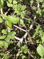 Forestiera pubescens