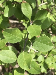 Forestiera pubescens
