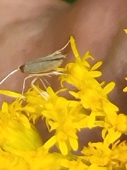 Homoeosoma electella