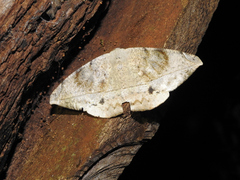 Oxydia vesulia