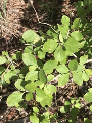 Forestiera pubescens