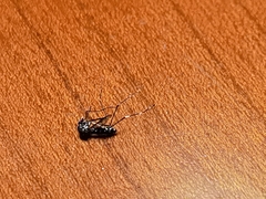 Aedes albopictus