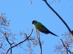 Aratinga nenday