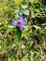 Gentiana andrewsii