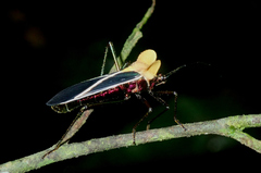 Sundarus