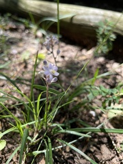 Liriope spicata