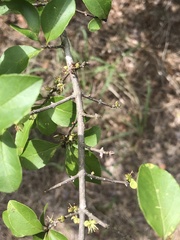 Forestiera pubescens