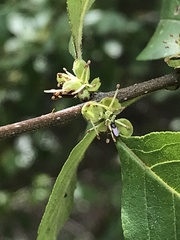 Forestiera pubescens