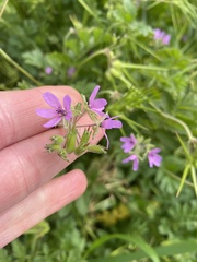Erodium moschatum