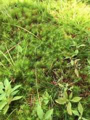 Polytrichum juniperinum