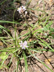 Liriope spicata