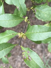 Forestiera pubescens