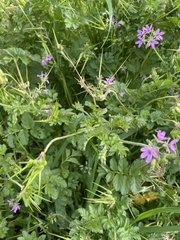 Erodium moschatum
