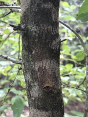 Forestiera pubescens