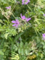 Erodium moschatum