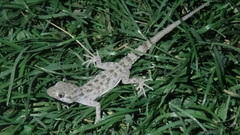 Cyrtopodion scabrum