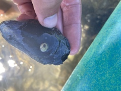 Semibalanus balanoides