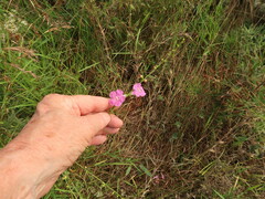 Agalinis fasciculata