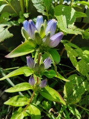 Gentiana andrewsii