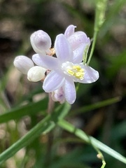Liriope spicata