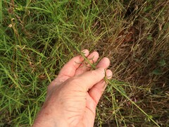 Agalinis fasciculata