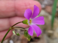 Oxalis drummondii