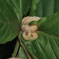 Neolasioptera farinosa