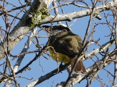 Megarynchus pitangua