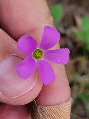 Oxalis drummondii