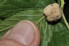 Neolasioptera farinosa