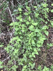 Fleischmannia incarnata