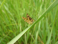 Carterocephalus skada