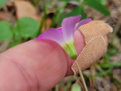 Oxalis drummondii