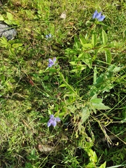 Gentiana andrewsii