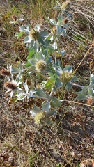 Eryngium maritimum