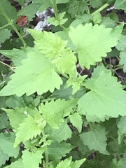 Fleischmannia incarnata