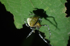 Mastophora phrynosoma