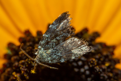 Choreutis