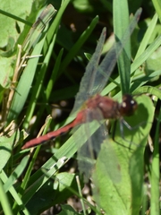 Sympetrum internum