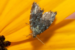 Choreutis