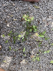 Funastrum cynanchoides