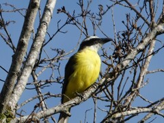 Megarynchus pitangua