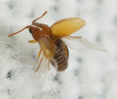 Atomaria